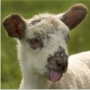 lambfield