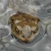 rfelijak
