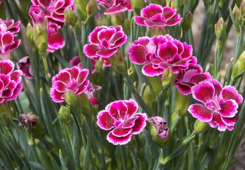 carnation-3494651_1920.jpg